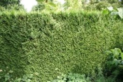 Levensboom (Thuja Plicata 'Atrovirens') 21 Levensboom (Thuja Plicata 'Atrovirens') -OL Planten Winkel thuja plicatum atrovirens 1 2