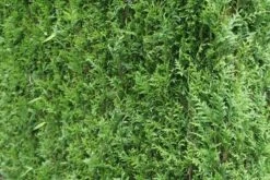 Levensboom (Thuja Plicata 'Atrovirens') 20 Levensboom (Thuja Plicata 'Atrovirens') -OL Planten Winkel thuja plicatum atrovirens 2 2