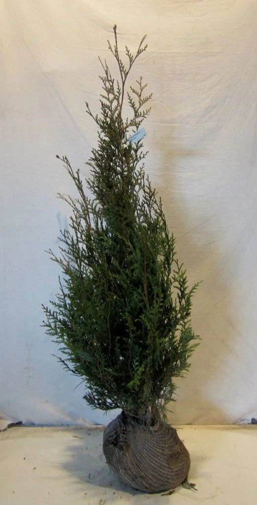 Levensboom (Thuja Plicata 'Atrovirens') 13 Levensboom (Thuja Plicata 'Atrovirens') - Afbeelding 11
