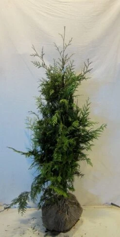 Reuzenlevensboom (Thuja Plicata 'Excelsa') -OL Planten Winkel thujapexcelsa100 125