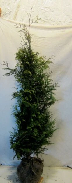 Reuzenlevensboom (Thuja Plicata 'Excelsa') -OL Planten Winkel thujapexcelsa150 175