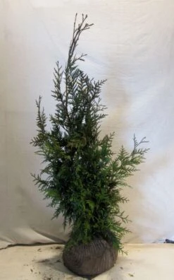 Levensboom (Thuja Plicata 'Martin') -OL Planten Winkel thujapmartin080 100 2