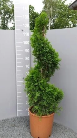 Conifeer Als Spiraal (Thuja Occidentalis 'Smaragd') -OL Planten Winkel thujasmaragdspiraal01 1
