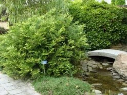 Thujopsis (Thujopsis Dolabrata) -OL Planten Winkel thujopsis dolabrata 1
