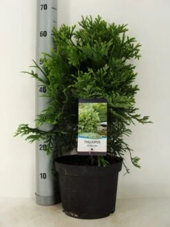 Thujopsis (Thujopsis Dolabrata) -OL Planten Winkel thujopsis dolobrata c5 m 1