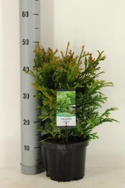 Thujopsis (Thujopsis Dolabrata) -OL Planten Winkel thujopsis dolobrata winter c3 m 1