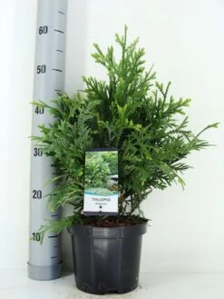 Thujopsis (Thujopsis Dolabrata) -OL Planten Winkel thujopsis dolobrata zomer c3 m 1
