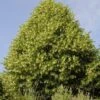 Lindeboom (Tilia Platyphyllos) -OL Planten Winkel tilia platyphyllos