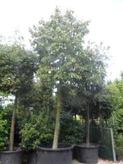 Lindeboom (Tilia Platyphyllos) -OL Planten Winkel tilia platyphyllos 40 50ho c1000