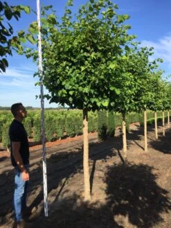 Winterlinde Als Blokboom (Tilia Cordata āGreenspireā)