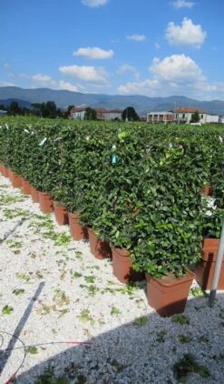 Toscaanse Jasmijn Als Leivorm(Trachelospernum Jasminoides) -OL Planten Winkel trachelospermum jasminoides 52x110 leivorm