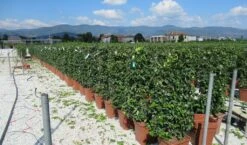 Toscaanse Jasmijn Als Leivorm(Trachelospernum Jasminoides) -OL Planten Winkel trachelospermum jasminoides 52x110 leivorm 2