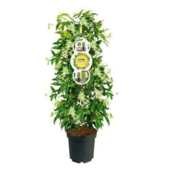 Toscaanse Jasmijn, Cilinder (Trachelospermum Jasminoides ) -OL Planten Winkel trachelospermum white met etiket 975096