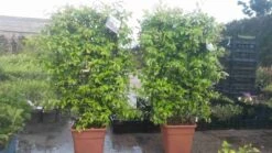 Toscaanse Jasmijn Als Leivorm(Trachelospernum Jasminoides) -OL Planten Winkel trachelospernum jasm. leivorm 100125 3 1