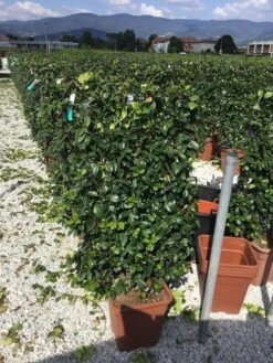 Toscaanse Jasmijn Als Leivorm(Trachelospernum Jasminoides) -OL Planten Winkel trachelospernum jasminoides 90x50 cm