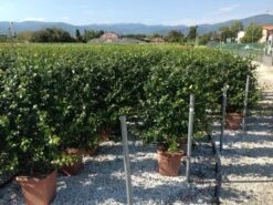 Toscaanse Jasmijn Als Leivorm(Trachelospernum Jasminoides) -OL Planten Winkel trachelospernum jasminoides lage leivorm 1