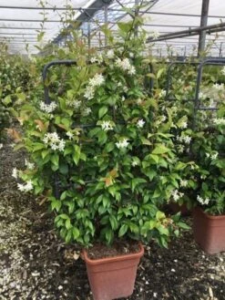 Toscaanse Jasmijn Als Leivorm(Trachelospernum Jasminoides) -OL Planten Winkel trachelospernum jasminoides lage leivorm met bloem