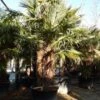 Winterharde Palm Meerstammig (Trachycarpus Fortunei) 1 Winterharde Palm Meerstammig (Trachycarpus Fortunei) -OL Planten Winkel trachycarpus fortunei 3 stammig 4