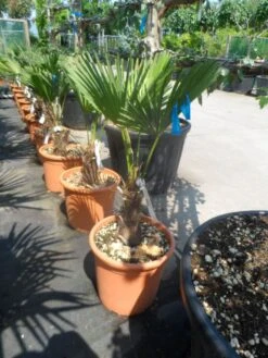 Winterharde Palm (Trachycarpus Wagnerianus) -OL Planten Winkel trachycarpus wagnerianum 30stam c25