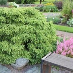 Tsuga (Tsuga Canadensis 'Jeddeloh') -OL Planten Winkel tsuga canadensis jeddeloh 1