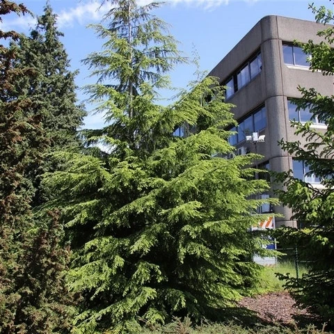 Westelijke Hemlockspar (Tsuga Heterophylla) 7 Westelijke Hemlockspar (Tsuga Heterophylla) - Afbeelding 5