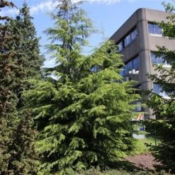 Westelijke Hemlockspar (Tsuga Heterophylla) 11 Westelijke Hemlockspar (Tsuga Heterophylla) -OL Planten Winkel tsuga heterophylla