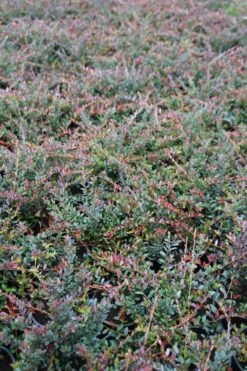 Veenbes (Vaccinium Macrocarpon Cranberry) -OL Planten Winkel vaccinium macrocarpon