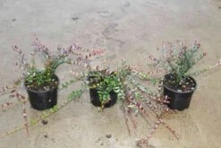 Veenbes (Vaccinium Macrocarpon Cranberry) -OL Planten Winkel vaccinium macrocarpon 2