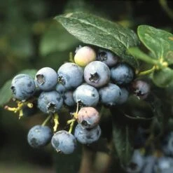 Bosbes (Vaccinium Corymbosum) -OL Planten Winkel vacorymb 3