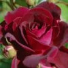 Trosroos (Rosa 'Burgundy Ice') -OL Planten Winkel vaem00641