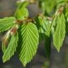 Haagbeuk Als Leivorm (Carpinus Betulus) -OL Planten Winkel vaem01354