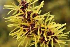 Toverhazelaar (Hamamelis Mollis) -OL Planten Winkel vaem02437