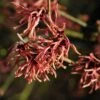 Toverhazelaar (Hamamelis Intermedia 'Ruby Glow') -OL Planten Winkel vaem02444