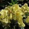 Rhododendron (Rhododendron 'Goldinetta') -OL Planten Winkel vaem03020 2