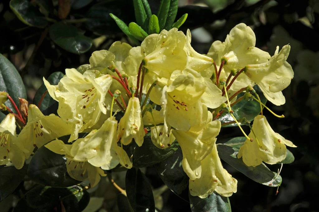 Rhododendron (Rhododendron 'Goldinetta') 3 Rhododendron (Rhododendron 'Goldinetta')
