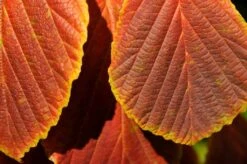 Toverhazelaar (Hamamelis Intermedia 'Diane') -OL Planten Winkel vaem06951