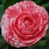 Camelia Als Leivorm (Camellia Japonica 'Giuseppe Traverso')