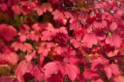 Gelderse Roos (Viburnum Opulus) -OL Planten Winkel vaem08760