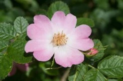 Ondoordringbare Haag, Hoog 7 Ondoordringbare Haag, Hoog -OL Planten Winkel vaem09210