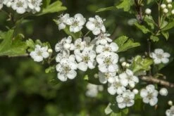 Bestsellers -OL Planten Winkel vaem13493 1