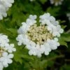 Gelderse Roos (Viburnum Opulus) -OL Planten Winkel vami00068