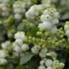 Sneeuwbes (Symphoricarpos 'Magical Galaxy®) 2 Sneeuwbes (Symphoricarpos 'Magical Galaxy®) -OL Planten Winkel vami07294