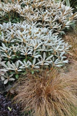 Rhododendron (Rhododendron 'Edelweiss')