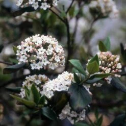 Sneeuwbal (Viburnum Burkwoodii) -OL Planten Winkel viburkwo 14 1