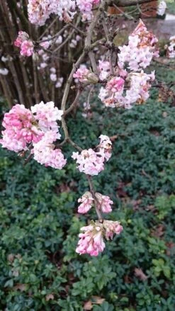 Sneeuwbal (Viburnum Bodnantense 'Dawn') -OL Planten Winkel viburnum bodn. charles lamont 2