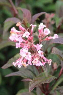 Sneeuwbal (Viburnum Bodnantense 'Dawn') -OL Planten Winkel viburnum bodnantense dawn 4