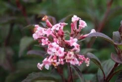 Sneeuwbal (Viburnum Bodnantense 'Dawn') -OL Planten Winkel viburnum bodnantense dawn 6