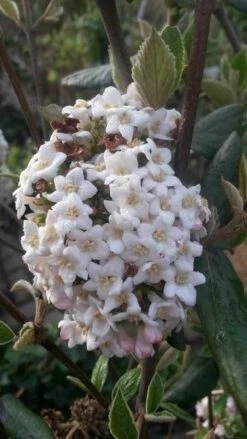 Sneeuwbal (Viburnum Burkwoodii) -OL Planten Winkel viburnum burkwoodii2