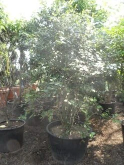 Sneeuwbal (Viburnum Burkwoodii) -OL Planten Winkel viburnum burkwoodii 200 250 300 c240 1