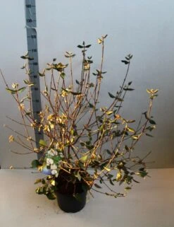 Sneeuwbal (Viburnum Burkwoodii) -OL Planten Winkel viburnum burkwoodii 80 100 cm co. 7.5l v kopie